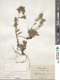 Phacelia mutabilis image