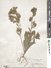 Phacelia mutabilis image