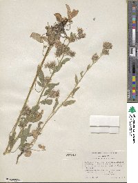 Phacelia mutabilis image