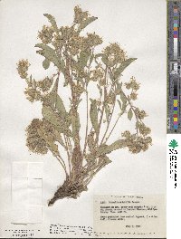 Phacelia mutabilis image