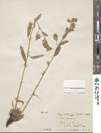 Phacelia mutabilis image