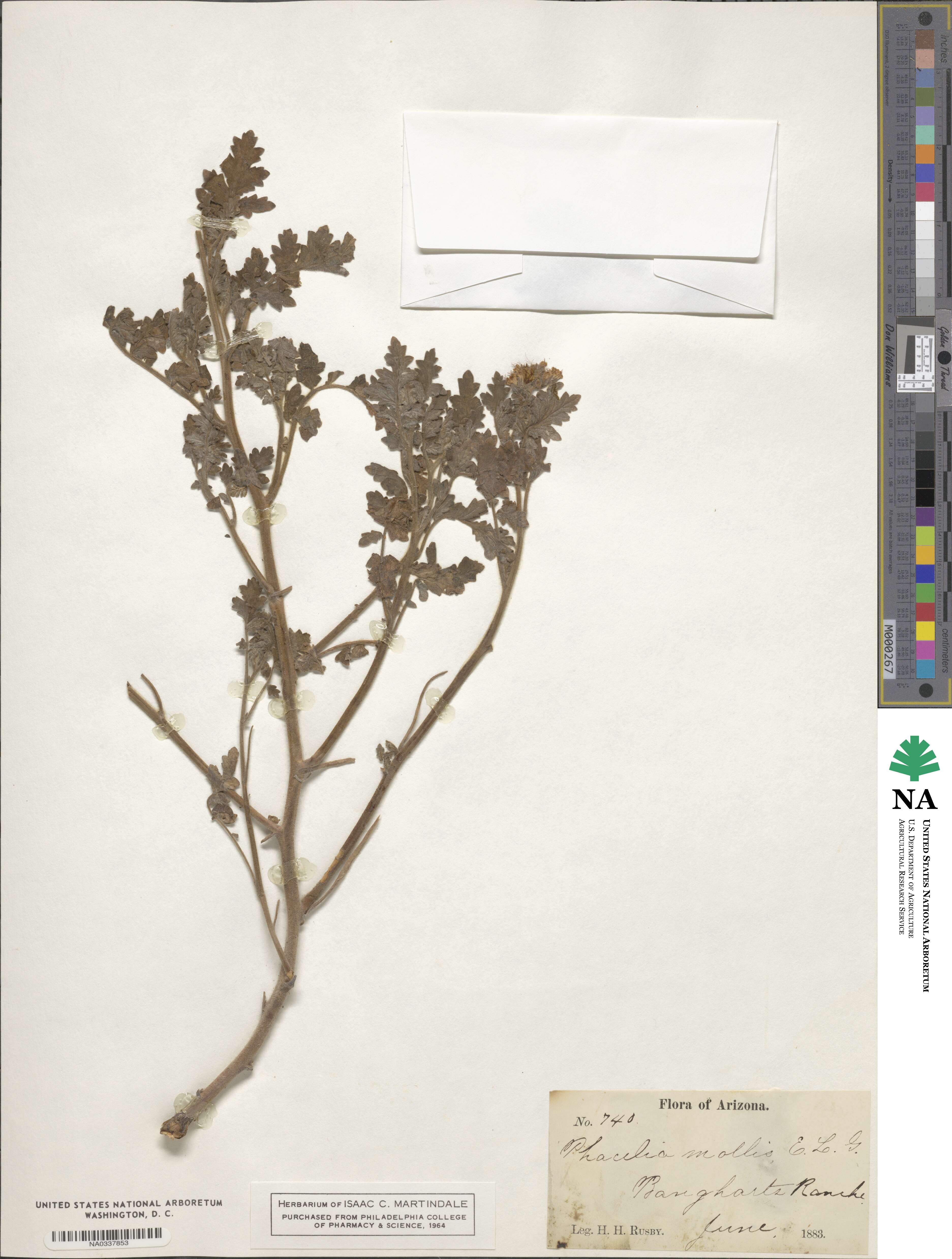 Phacelia mollis image