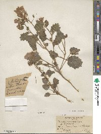 Phacelia minor image