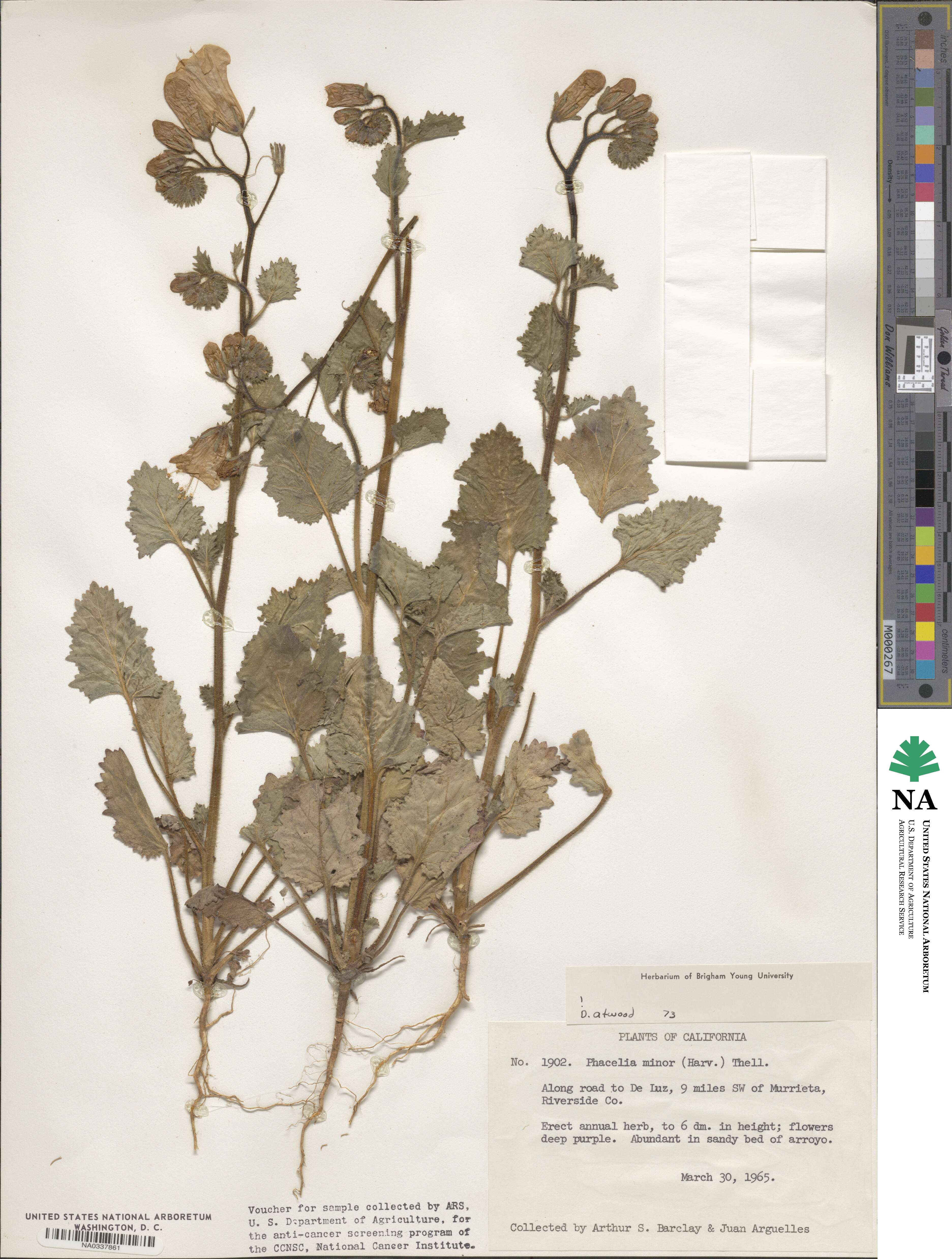 Phacelia minor image