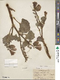 Phacelia minor image