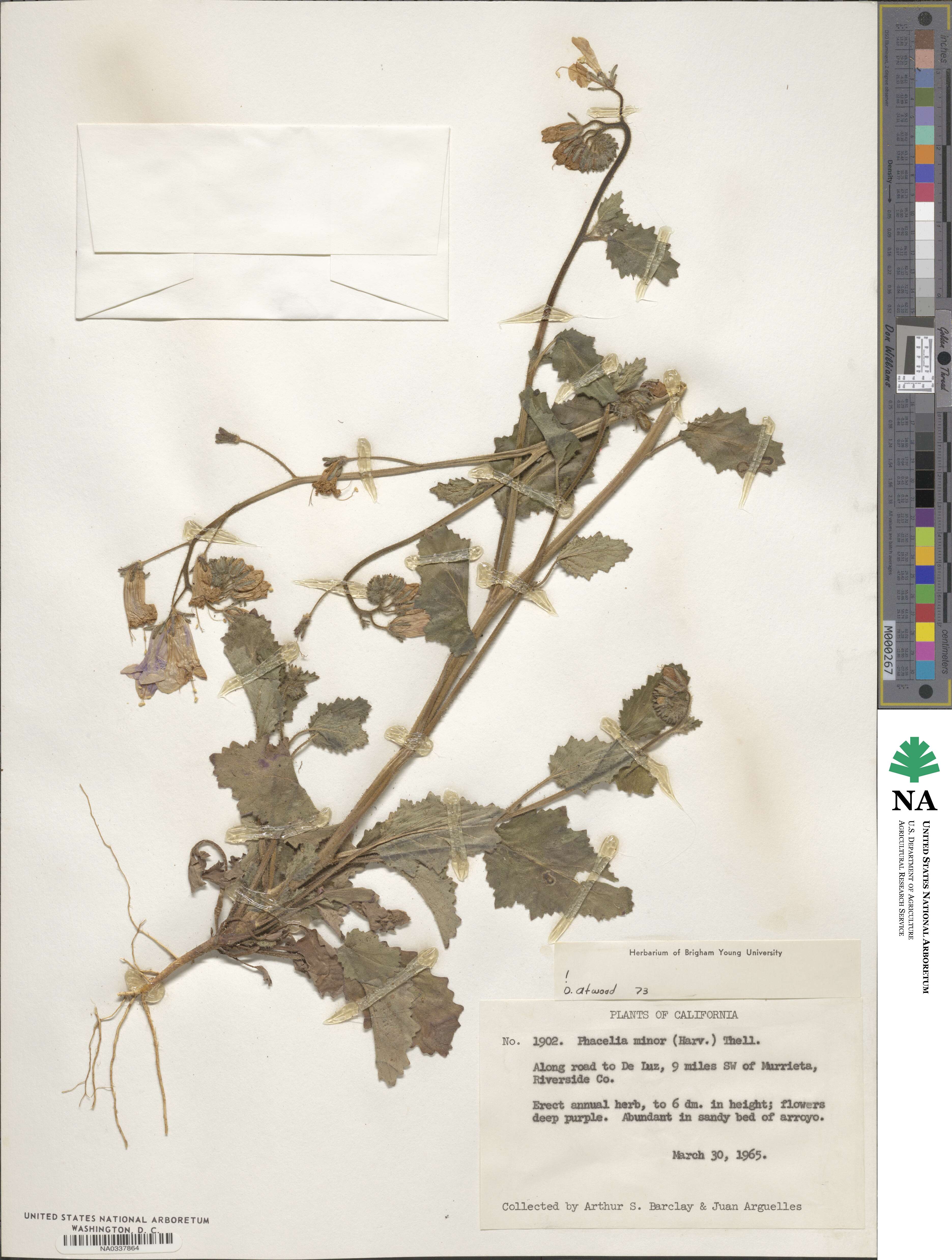 Phacelia minor image