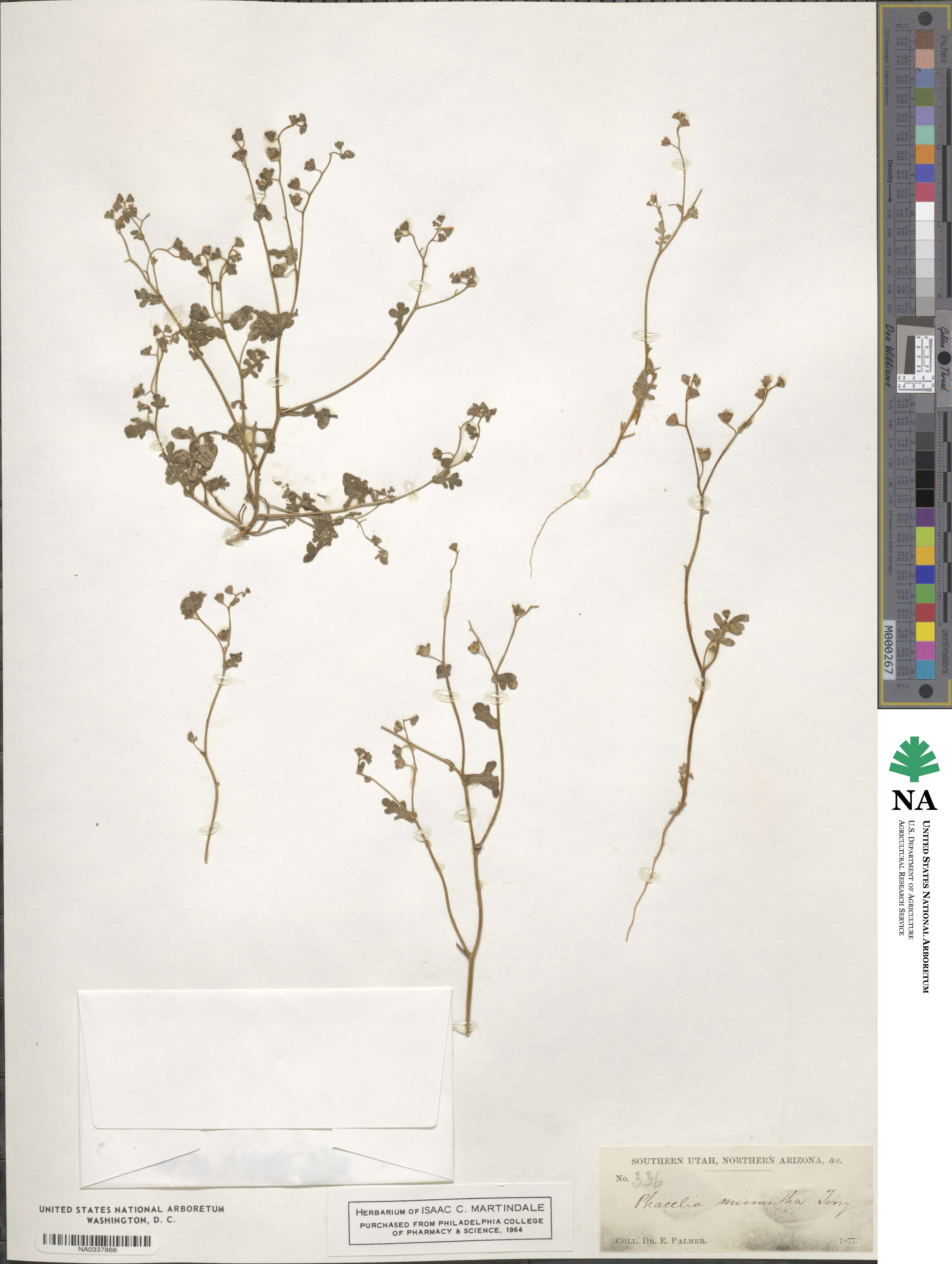 Eucrypta micrantha image