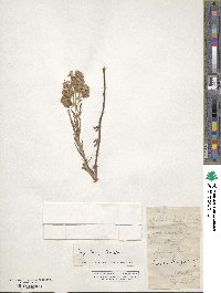 Phacelia linearis image