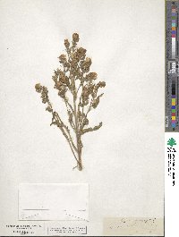 Phacelia linearis image