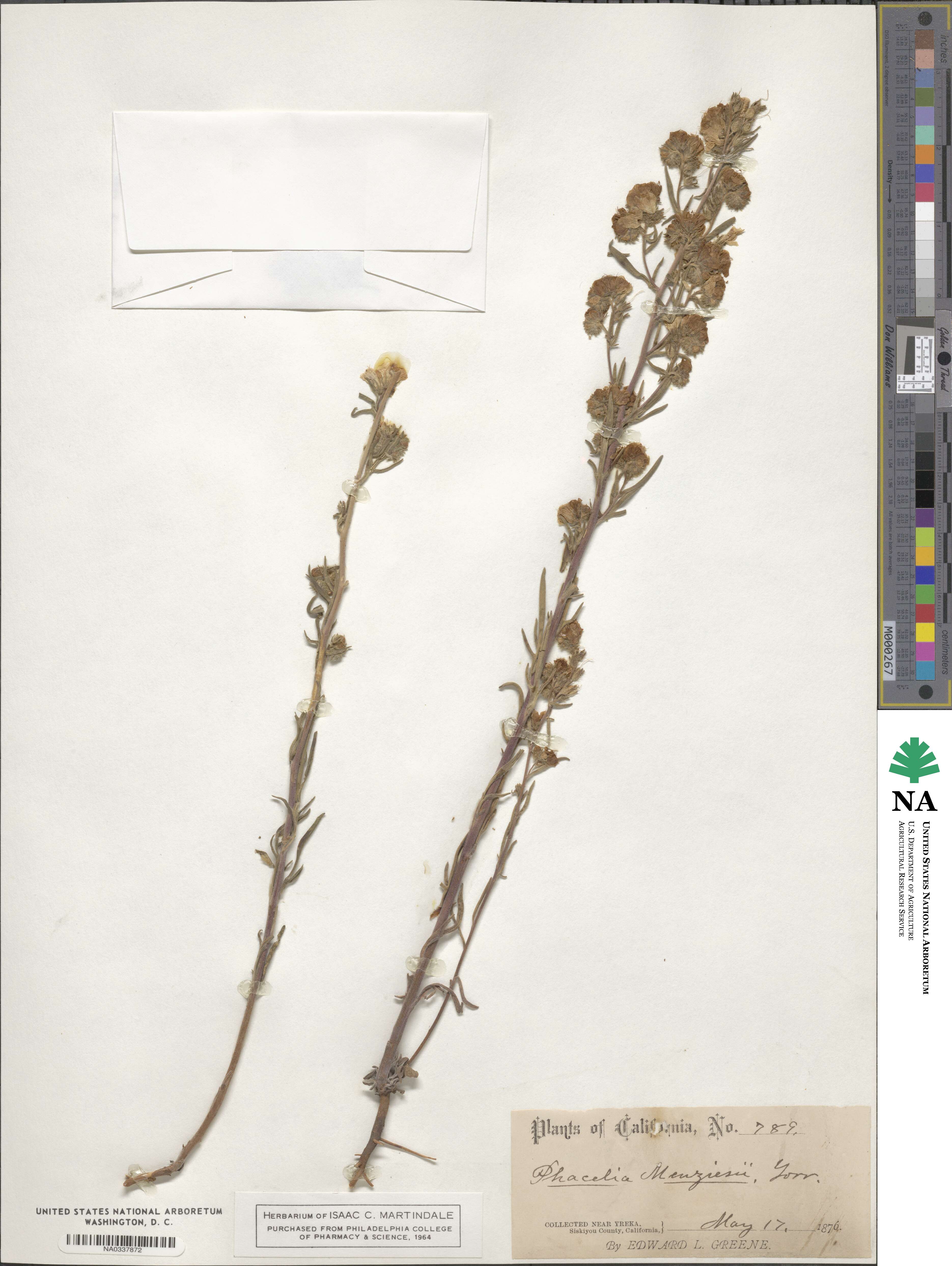 Phacelia linearis image