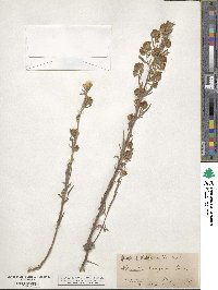 Phacelia linearis image