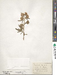 Phacelia linearis image