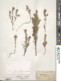 Phacelia linearis image