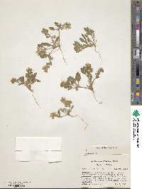 Phacelia lutea image