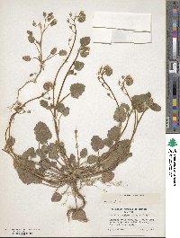 Phacelia longipes image