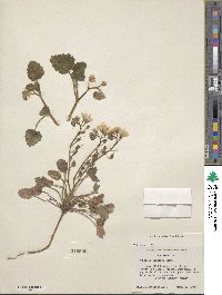 Phacelia longipes image