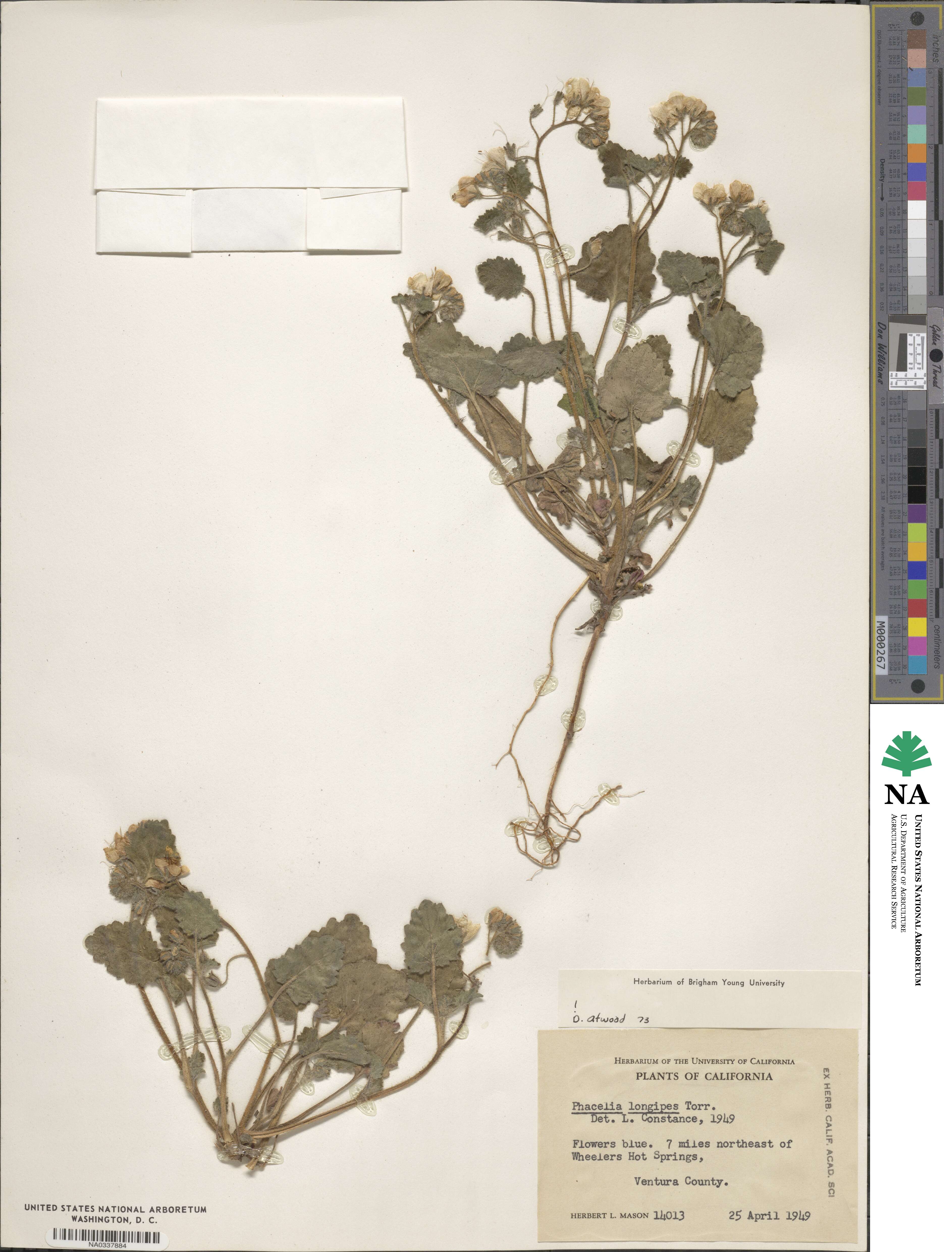 Phacelia longipes image