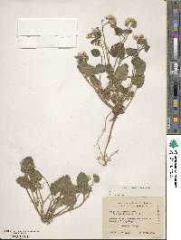 Phacelia longipes image