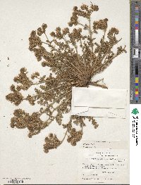 Phacelia popei image