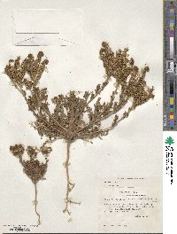 Phacelia popei image