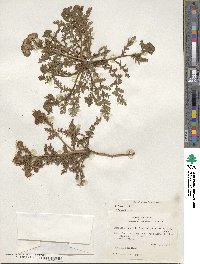 Phacelia popei image