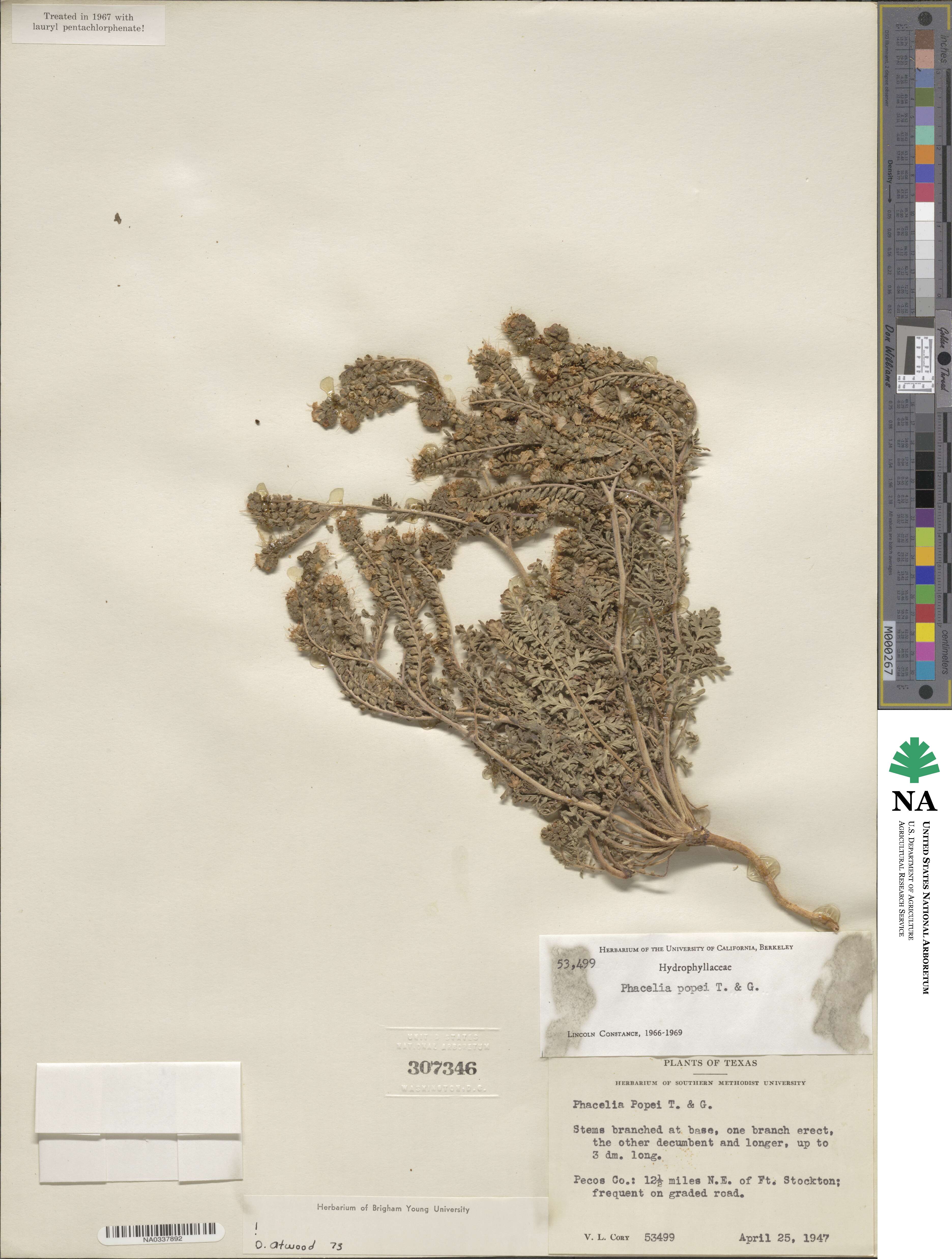 Phacelia popei image