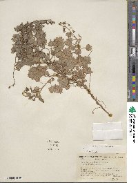 Phacelia perityloides image