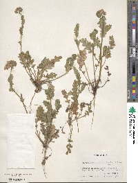 Phacelia patuliflora image