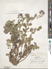 Phacelia patuliflora image