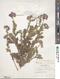 Phacelia patuliflora image