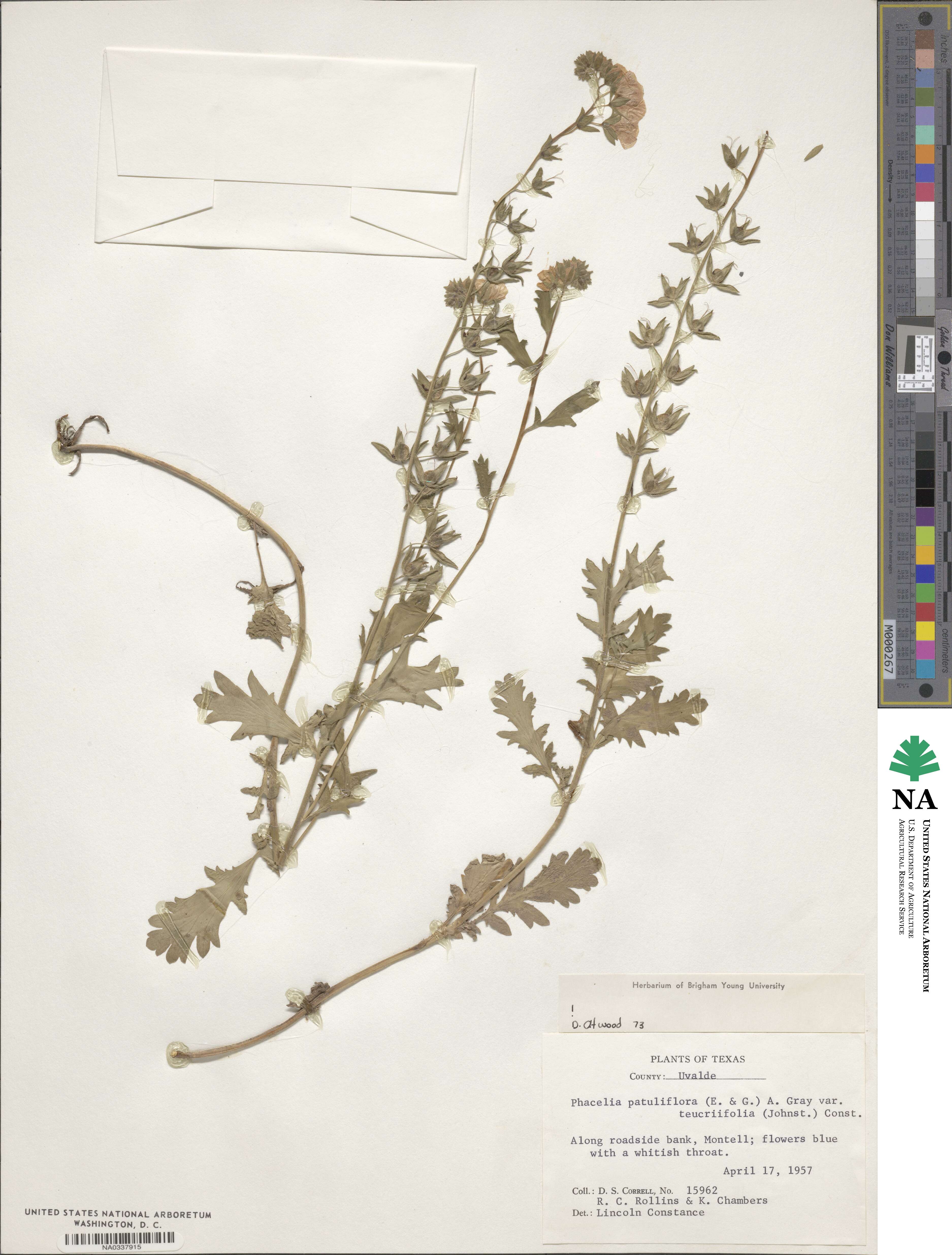 Phacelia patuliflora image