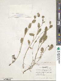 Phacelia patuliflora image