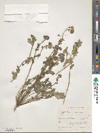 Phacelia patuliflora image