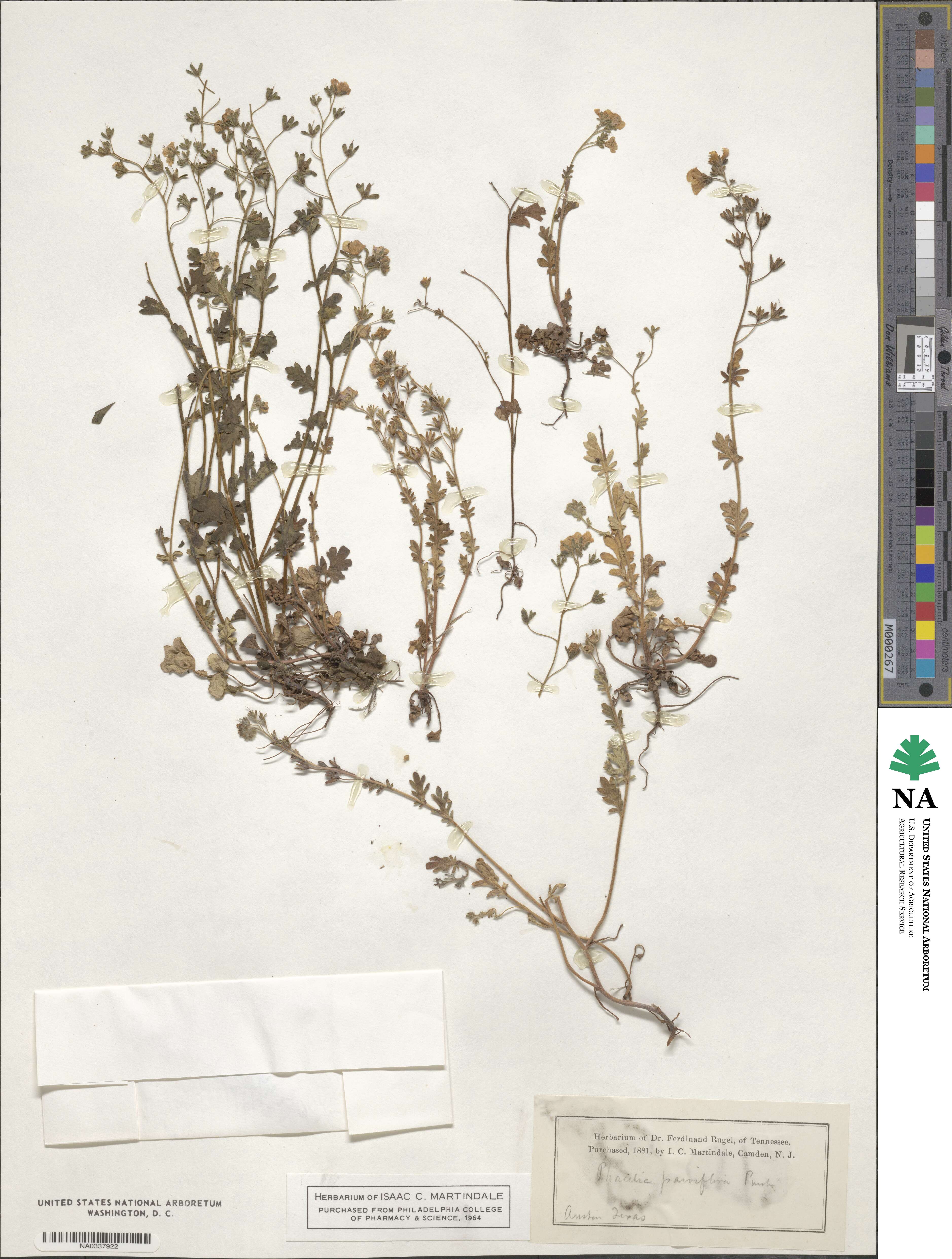 Phacelia parviflora image