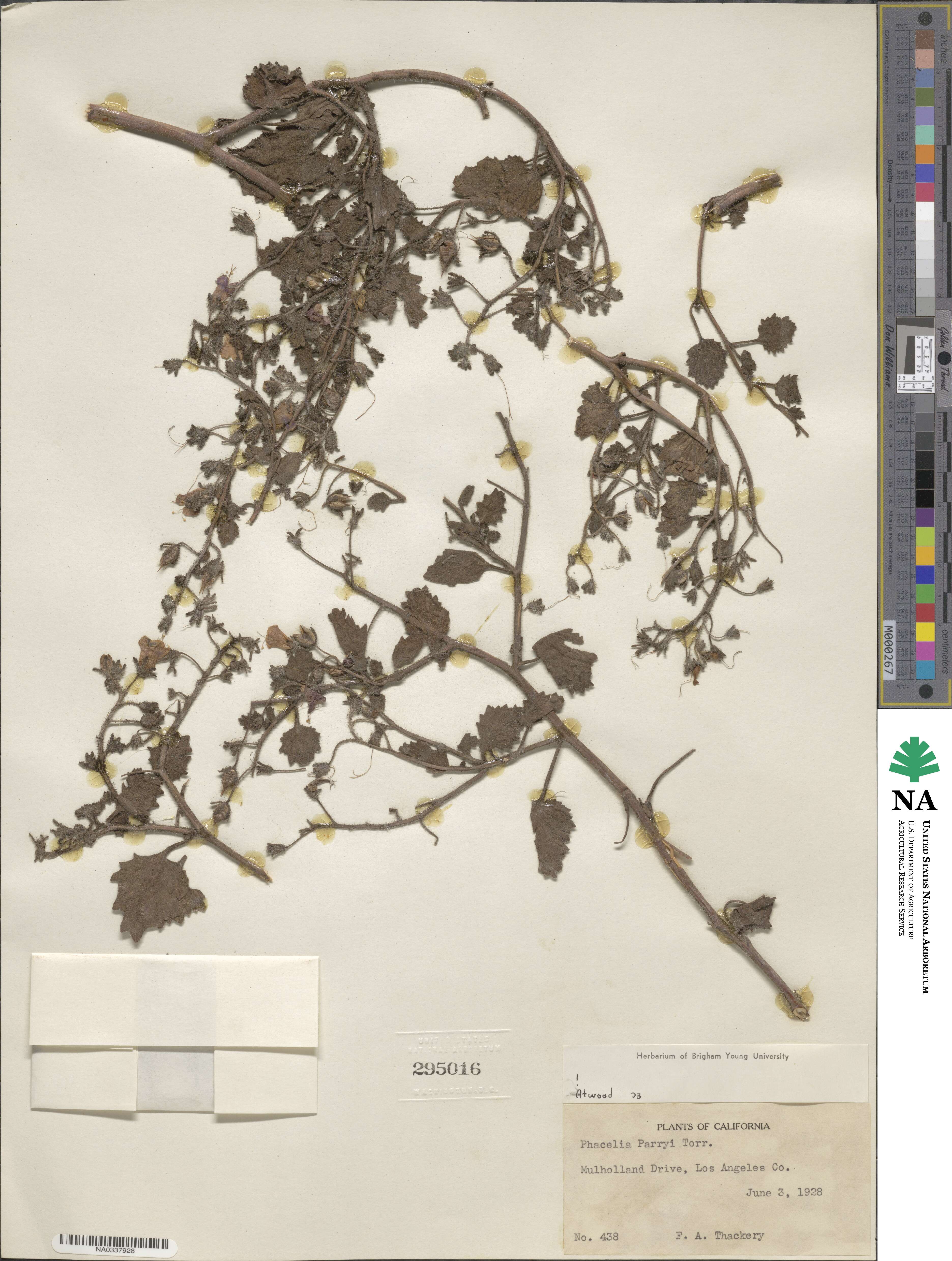 Phacelia parryi image