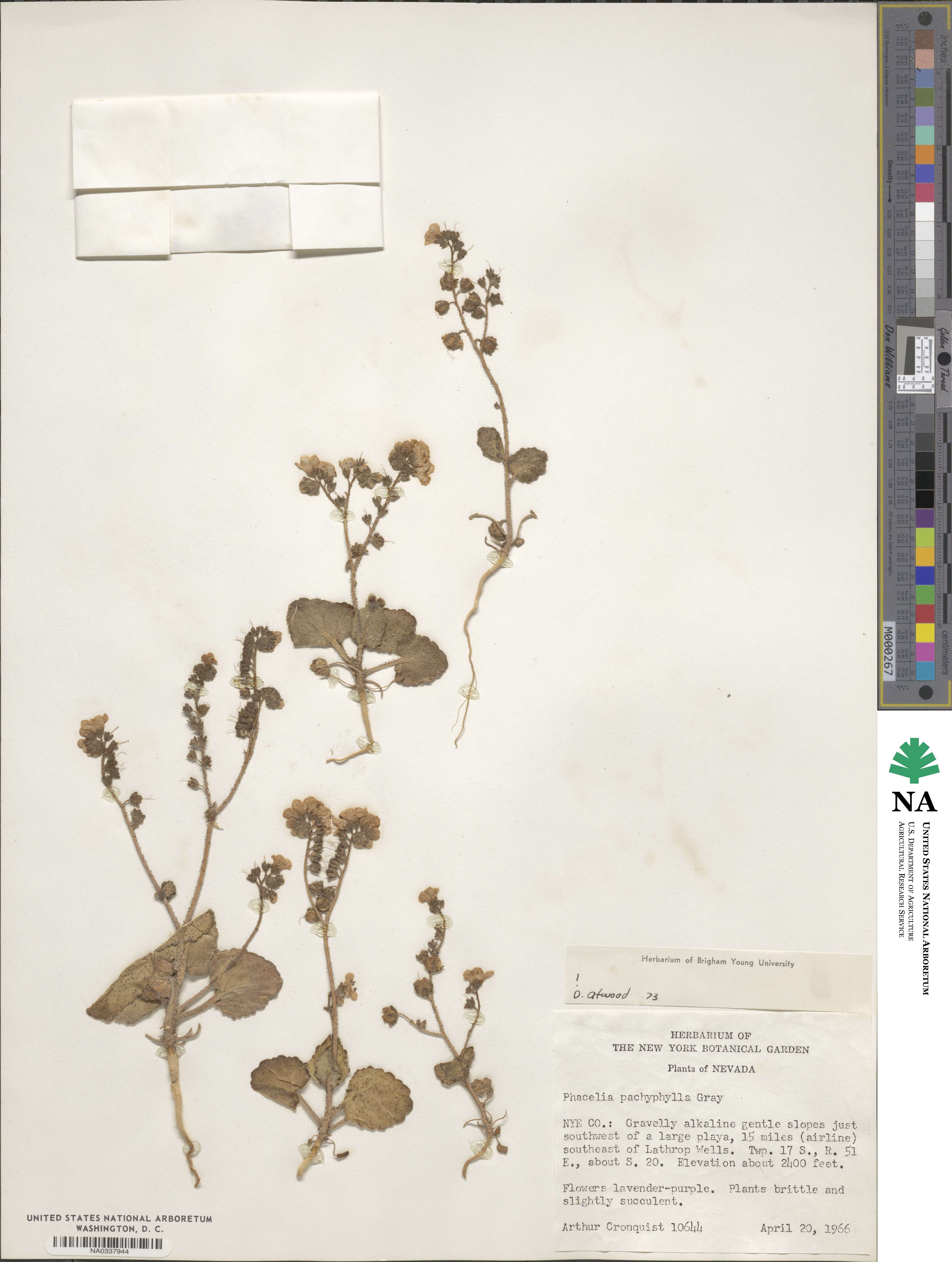Phacelia pachyphylla image