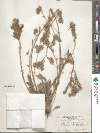 Phacelia hastata image