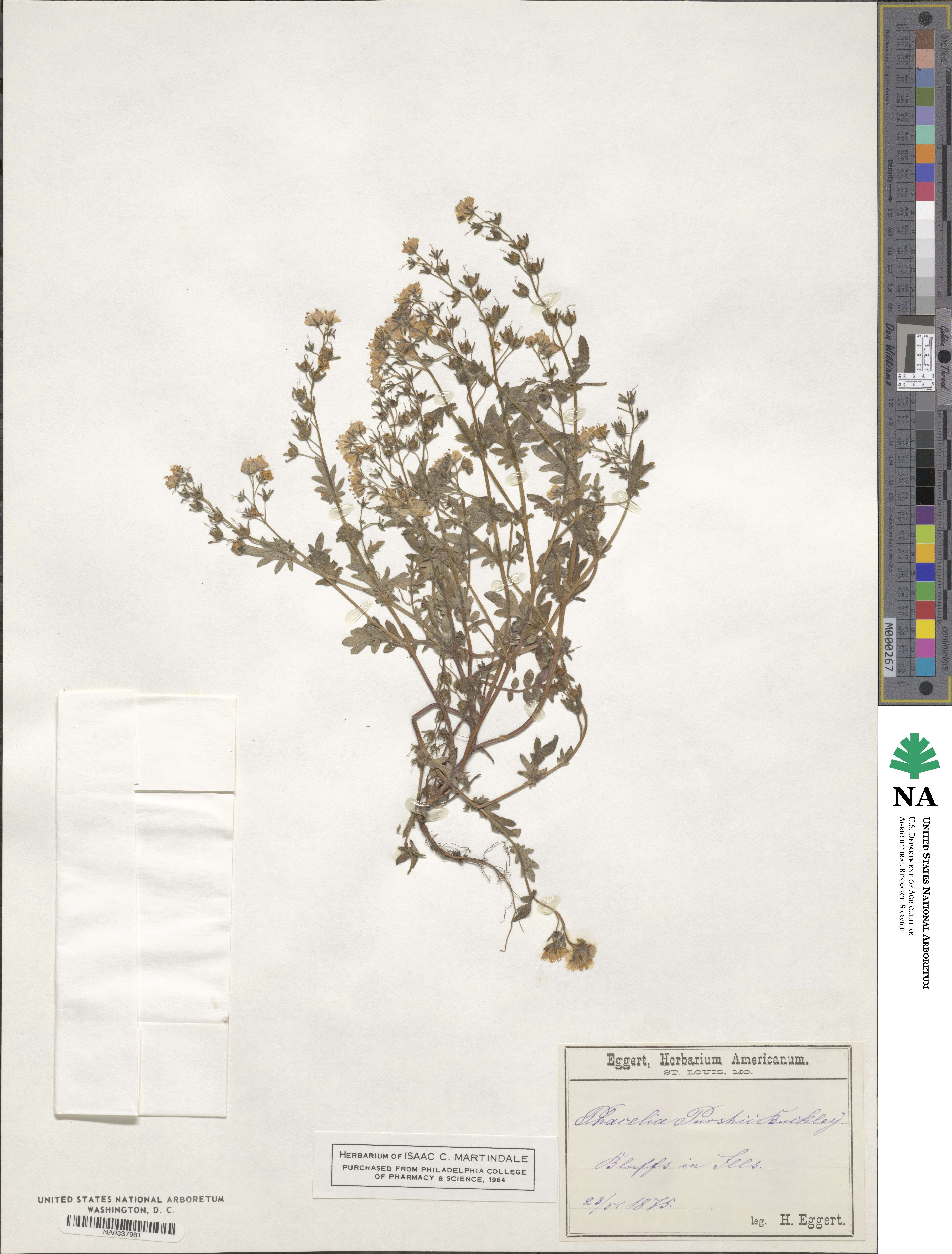 Phacelia purshii image