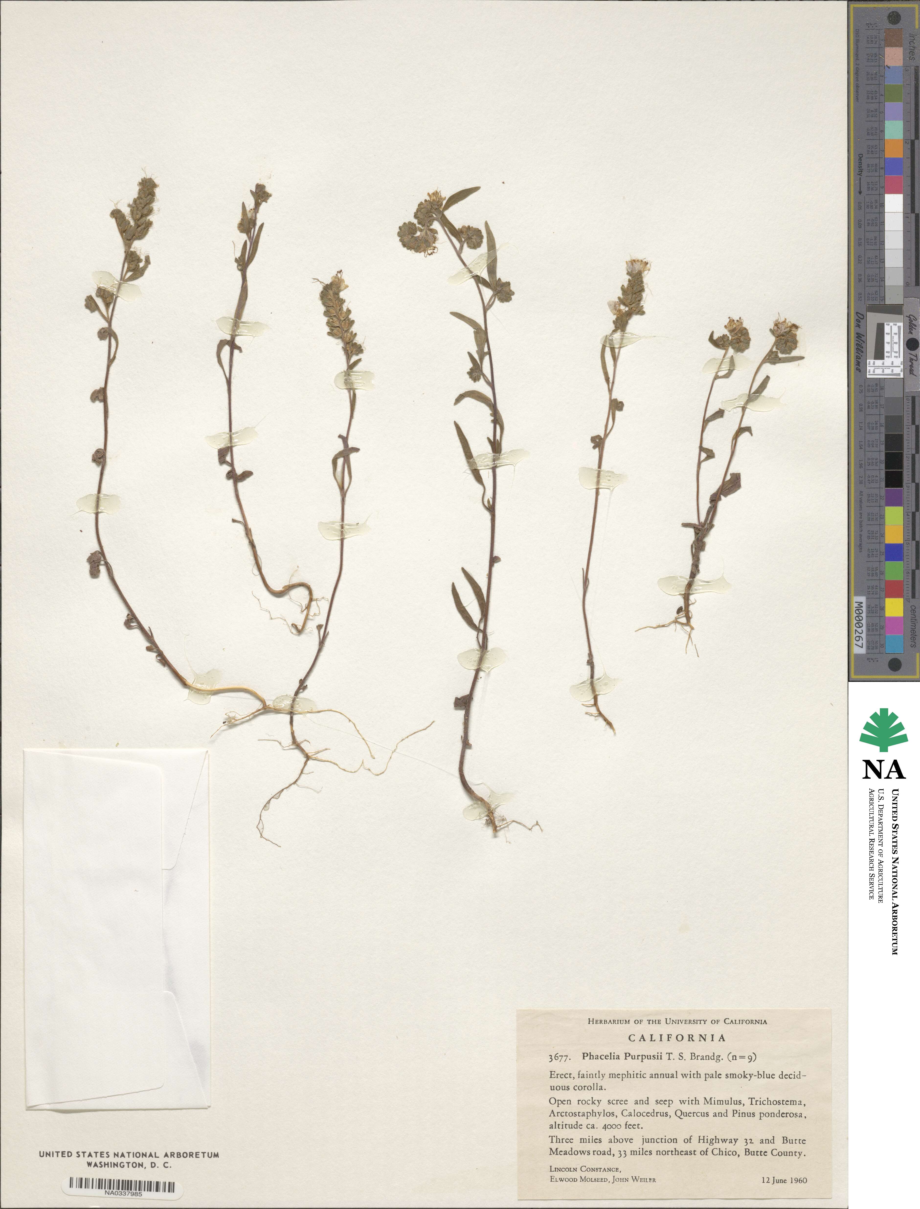 Phacelia purpusii image
