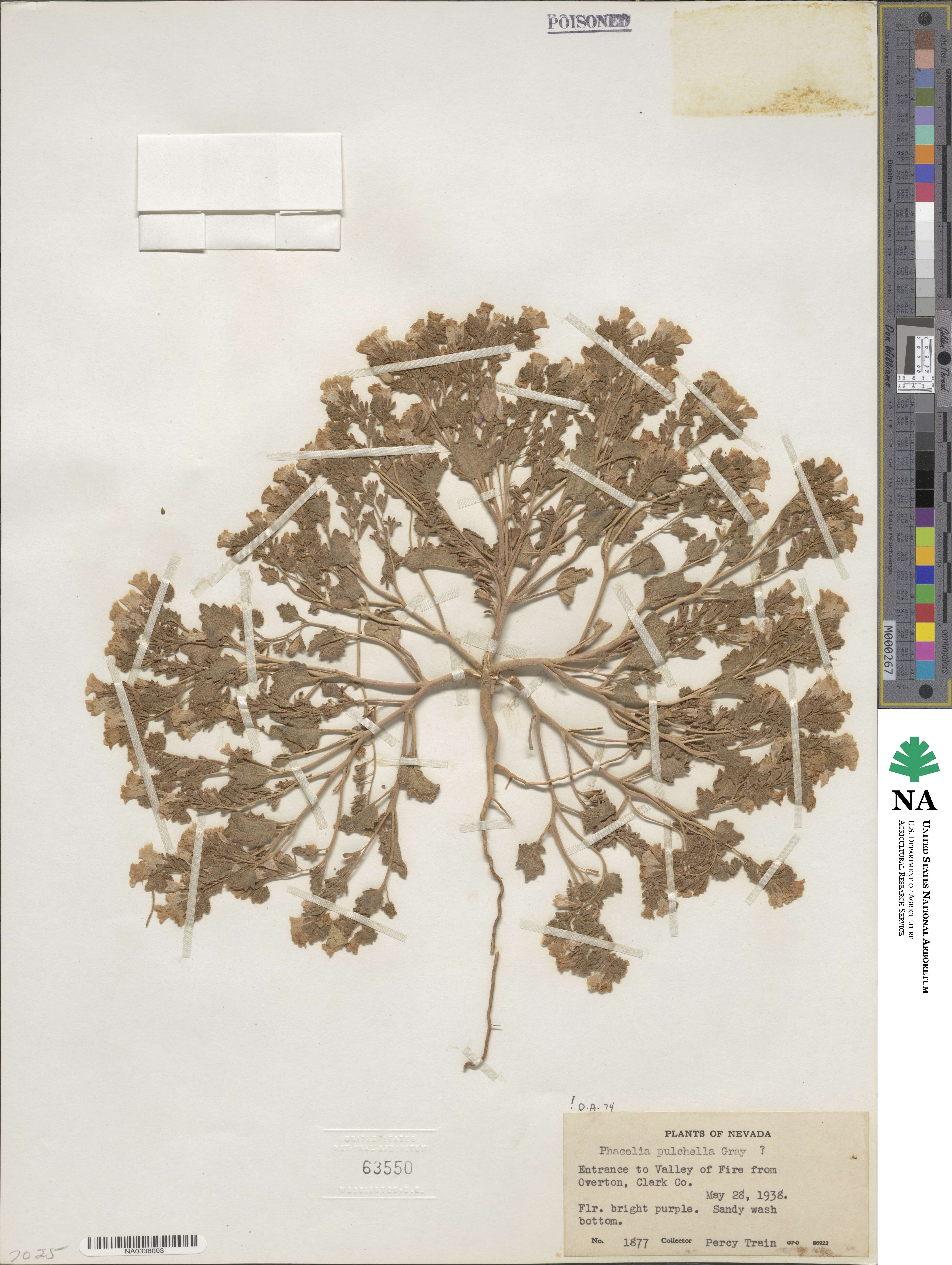 Phacelia pulchella image