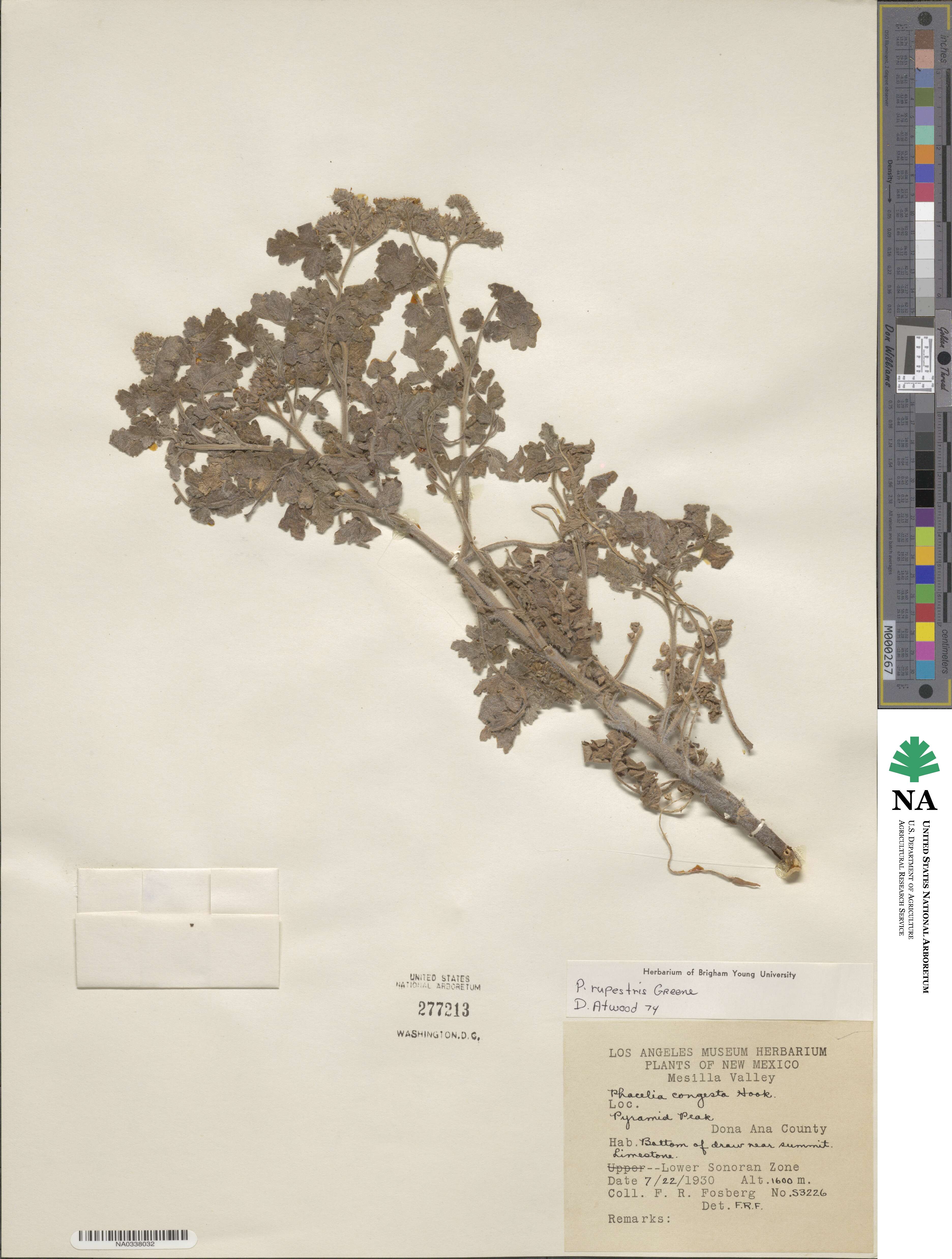 Phacelia rupestris image