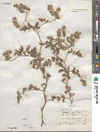 Phacelia rupestris image