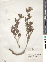 Phacelia rupestris image