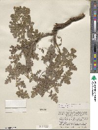 Phacelia rupestris image