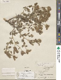 Phacelia rupestris image