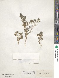 Phacelia rotundifolia image