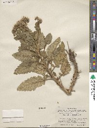 Phacelia robusta image