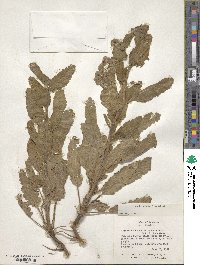 Phacelia robusta image