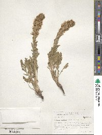 Phacelia sericea image