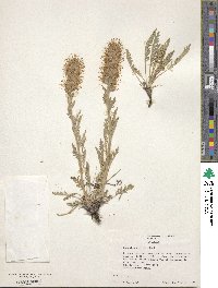 Phacelia sericea image